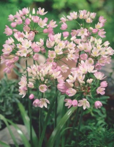 Przejdź do produktu Allium roseum czosnek różowy niski ozdobny 30 cebul 1783