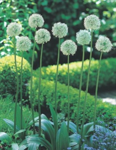 Przejdź do produktu Allium Mount Everest czosnek biały ozdobny 120 cm cebula 1 szt.