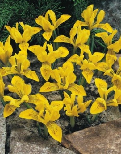 Przejdź do produktu Irysy Danfordiae niskie żółte kosasiec iris cebulki 20szt. 1835