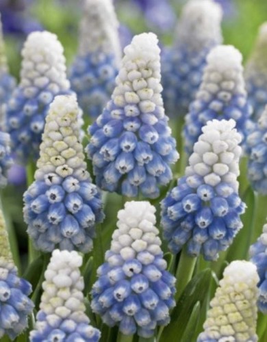 Przejdź do produktu Szafirki dwubarwne muscari Mountain Lady 20 szt. cebul 1847