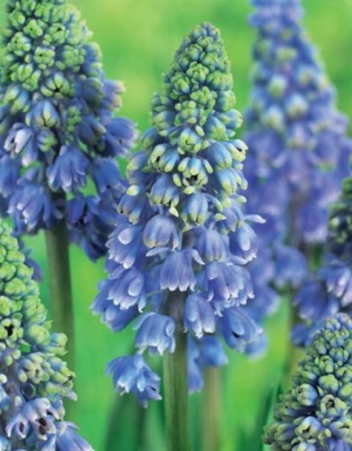 Przejdź do produktu Szafirki niebieskie Muscari Artist 20 cebul 
