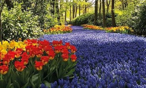 Przejdź do produktu Rzeka szafirków szafirki tulipany 50szt cebul 