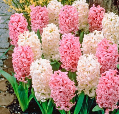 Przejdź do produktu Cebule hiacyntów hiacynty pastelowe 10szt