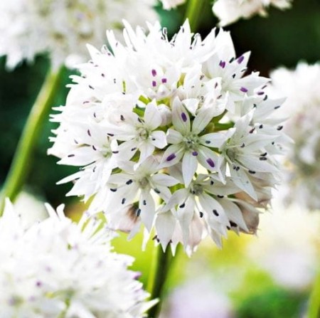 allium-gracefull.JPG