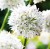 allium-gracefull.JPG