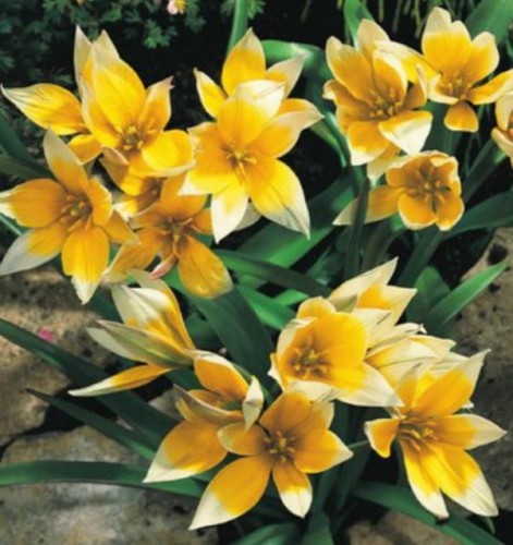 Przejdź do produktu Cebulki tulipanów na skalniak niskie Tarda Dasystemon 20szt 1603