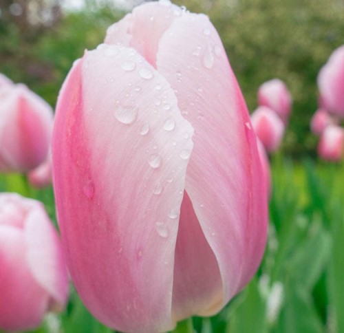 Przejdź do produktu Tulipan Ollioules zestaw 20 szt cebul 