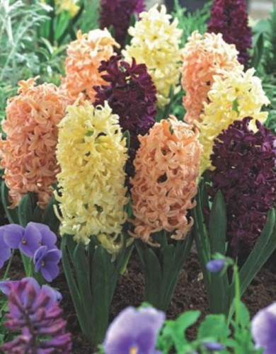 Przejdź do produktu Hiacynty pachnące Zestaw Sułtana cebule 10szt