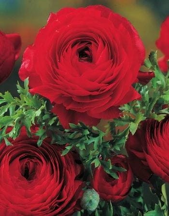 Przejdź do produktu Jaskier czerwony ranunkulus 30szt 1851