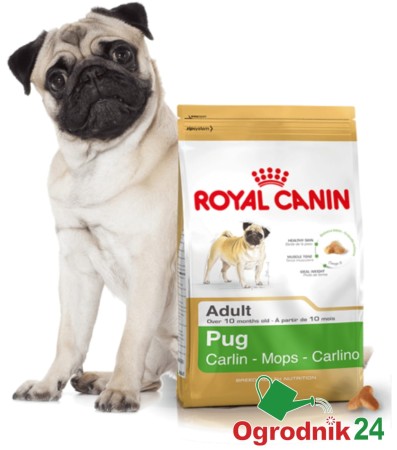 PUG ADULT KARMA DLA MOPSA OGRODNIK24.jpg