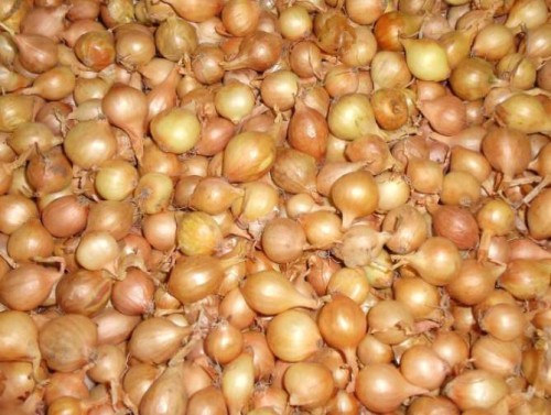 Przejdź do produktu Cebula dymka SZTUTGARDZKI OLBRZYM 8/14 0,5kg 