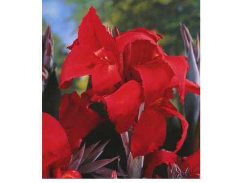 Przejdź do produktu Paciorecznik canna BLACK KNIGHT kanna czerwona kłącze 3szt 1429