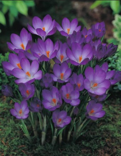 Przejdź do produktu Krokus Ruby Giant cebulki krokusów niebieskich 50szt 1227