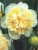narcyz-bialy-cytrynowy-pelny-ice-king.JPG