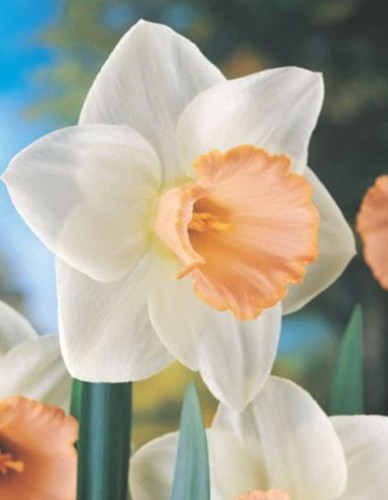 Przejdź do produktu Narcyz trąbkowy biało-różowy SALOME cebulki 10szt 1734