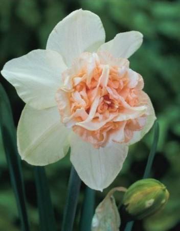 narcyz-pelny-rozowy-rosy-cloud.JPG