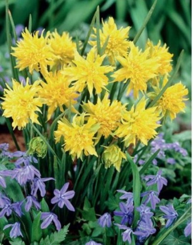 Przejdź do produktu Narcyz pełny niski żółty RIP VAN VINKLE cebulki 20szt 1761