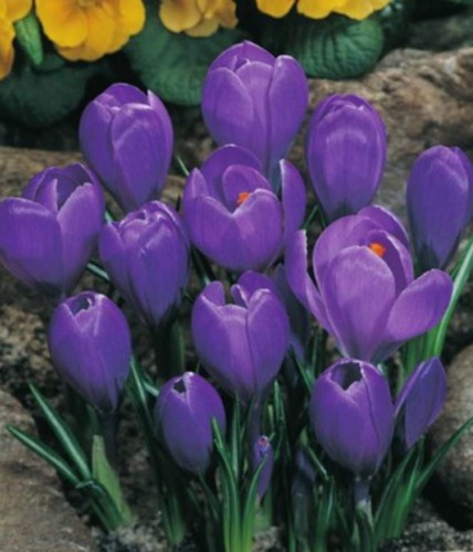 Przejdź do produktu  Krokus GRAND MAITRE cebulki krokusów duże kwiaty 50szt 1209