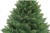 choinka-sosna-alpejska-220.JPG