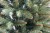 choinka-swierk-naturalny-3.JPG