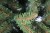 choinka-swierk-naturalny-5.JPG
