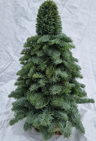 choinka-z-galazek-jodly-nobilis-40-cm.JPG