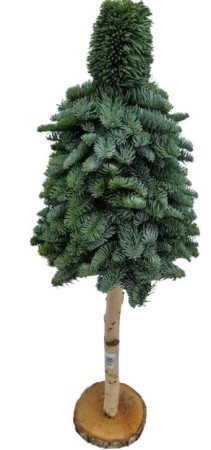 choinka-na-pniu-z-galazek-nobilis-80-cm-jodla.JPG