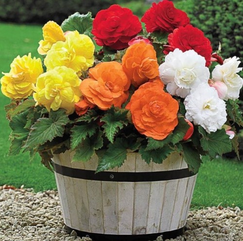 Przejdź do produktu Begonia GIGANT pełna zestaw kolorów duże cebule 5szt