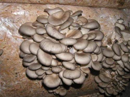 Przejdź do produktu Grzybnia boczniaka balot na słomie