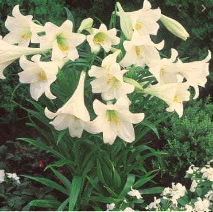 Przejdź do produktu Lilia White Heaven biała trąbkowa ogrodowa 5szt 