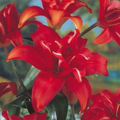 Przejdź do produktu Lilia pełna czerwona  DOUBLE RED 3szt 0052