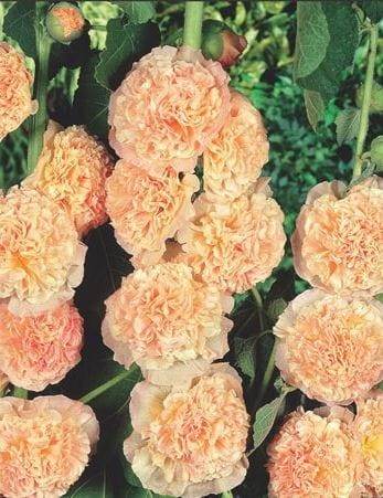 Przejdź do produktu Malwa ogrodowa pełna łososiowa kłącza 3szt