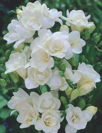 Przejdź do produktu Frezja biała ogrodowa pełna pachnąca 30szt 