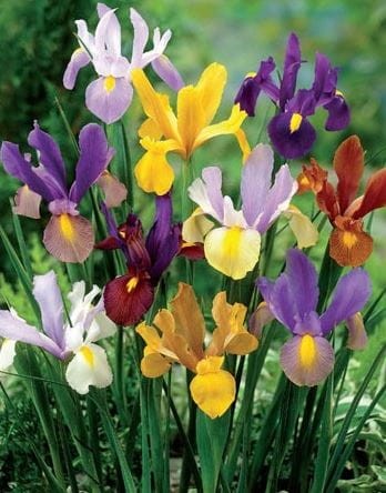 Przejdź do produktu Irysy holenderskie kosaćce 25 szt zestaw kolorów 1836 