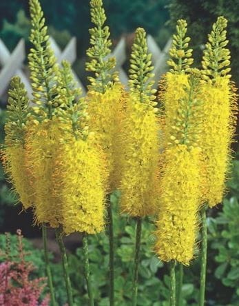 pustynnik-himalajski-eremurus-bungei.JPG