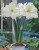 amarylis-bialy-christmas-gift.JPG