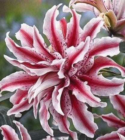 Przejdź do produktu Lilia pełna pachnąca Magic Star cebulki 3szt