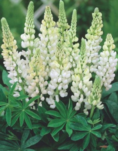 Przejdź do produktu Łubin biały ogrodowy lupinus byliny kłącza 3szt