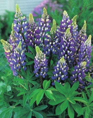 Przejdź do produktu Łubin ogrodowy niebieski byliny kłącza 3szt