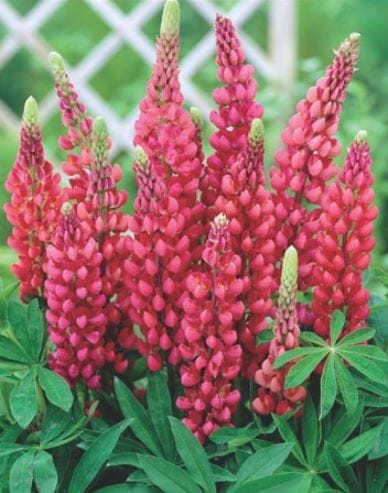 Przejdź do produktu Łubin ogrodowy czerwony byliny kłącza 3szt