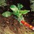 wyrywacz-chwastow-ostu-iw-f.JPG