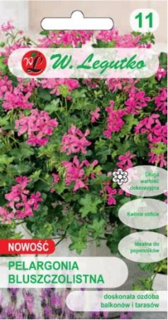 nasiona-pelargonia-bluszczolistna-fioletowa.JPG