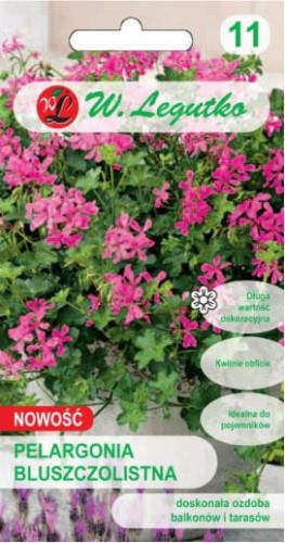 Przejdź do produktu Pelargonia bluszczolistna fioletowa FUCHSIA F1 nasiona