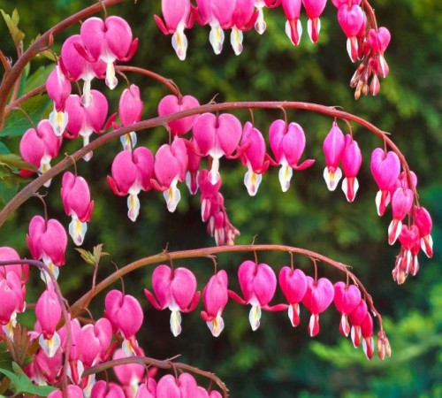 Przejdź do produktu Serduszka okazała dicentra różowa kłącze 1szt