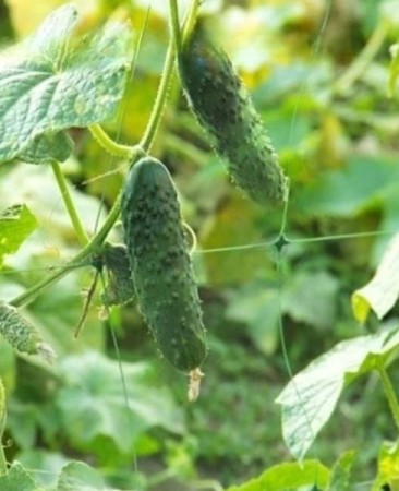 siatka-na-ogorki.JPG