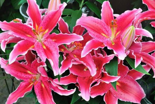 Przejdź do produktu Lilia niska orientalna Sunny Martinique 3szt różowa