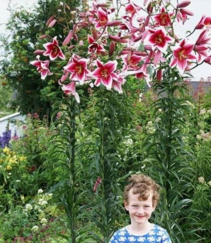 Przejdź do produktu Lilia drzewiasta ogrodowa MISS LILY cebulki 3szt pachnąca