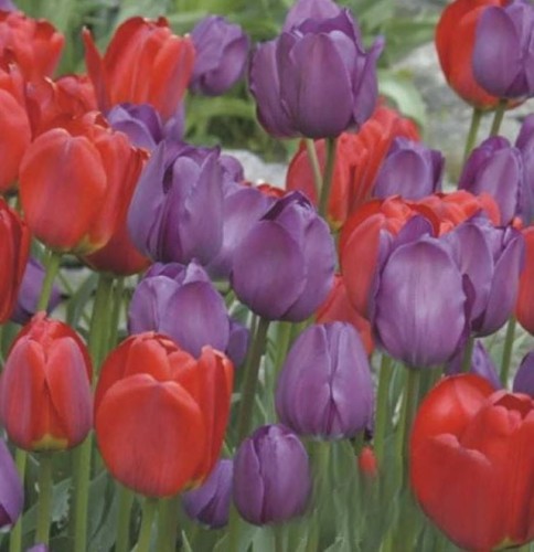 Przejdź do produktu Tulipany zestaw Biskupi u Kardynałów 20szt cebul