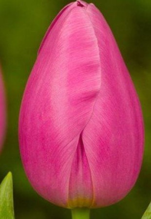 tulipan-gigant-jumbo-pink.JPG