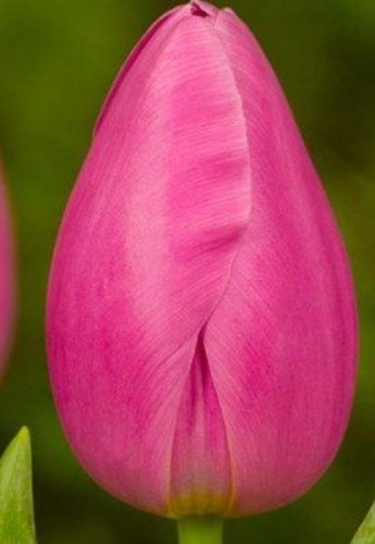 Przejdź do produktu Tulipan olbrzymi gigant JUMBO PINK 20szt różowy cebulki 1272